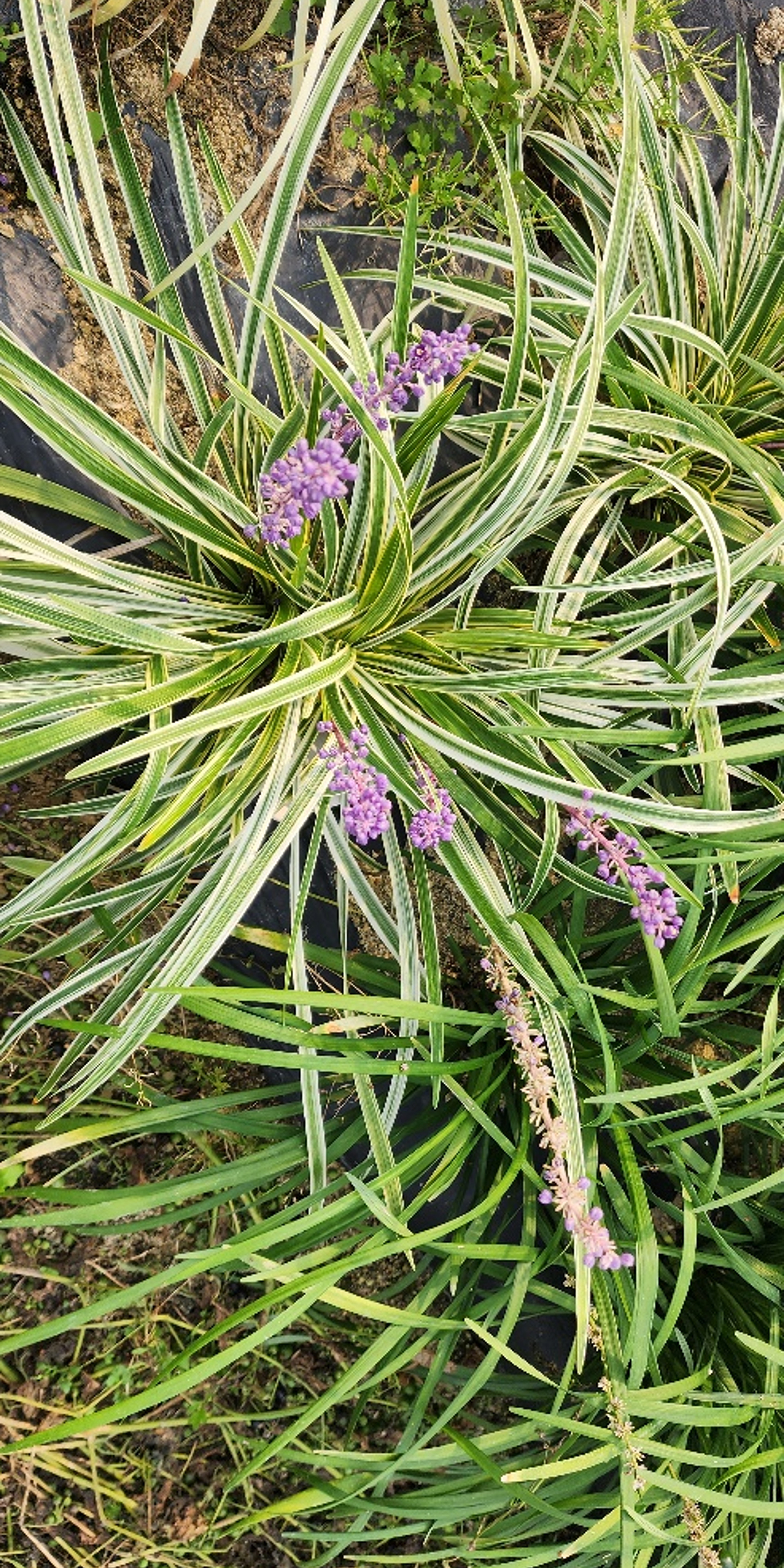 Liriope platyphylla 'URI2022-38'